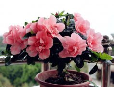 杜鹃花烂根怎么办？4步挽救烂根杜
