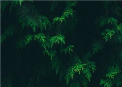 《65202323》唐时聿江诺小说全文章节
