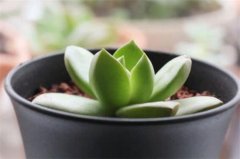 黄丽病虫害及防治方法：叶斑病处