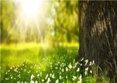 辞华年(齐贤上官毓华)全章节免费小