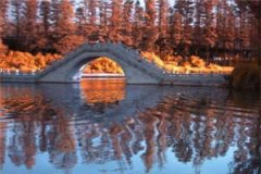 沈清音傅霆川全文免费阅读-重生之