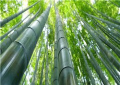 章节列表免费阅读《小家奴》夏侯