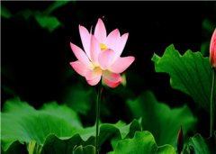 《皇后用情太深》夏梦季云深全本