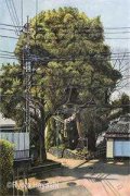 逍遥人生(张大宝林秀兰)全文免费阅