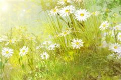 爱上医师萧礼(萧礼林屋屋)全文免费