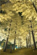 854319虞幼宁楚君临(虞幼宁楚君临
