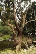 重生大赢家（林山语王妍妍）全文
