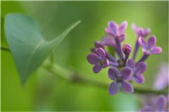分手大师（冯斯年韩如卿）全文免