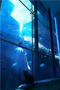 凤倾九重涂瑜（凤倾涂瑜）全文免