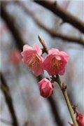 路心彤席鹤年(路心彤席鹤年)全文免