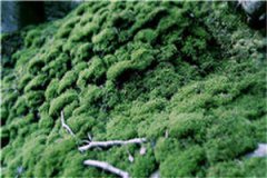 霸总式追妻(林湘谢衍)小说全文免费