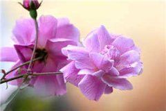 爱意家属（姚之何正青）全文免费
