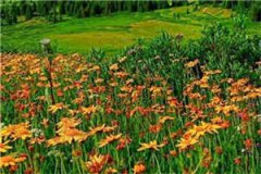 秦时遇屈瑶（秦时遇屈瑶）小说全