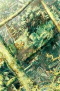 花青玉秦汉声（花青玉秦汉声）全