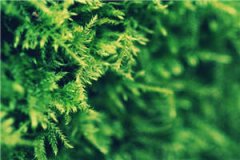 烈火焚天赵苍穹（烈火焚天赵苍穹