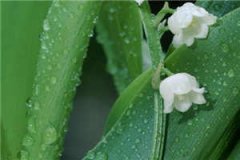 容苑雪小说（容苑雪小说）全文免