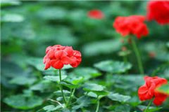 桑倪容祈小说(桑倪容祈)全文免费阅
