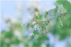 爱意凋谢小说（爱意凋谢）全文免