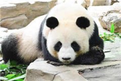 江斯年陈蔓全文免费阅读无弹窗（