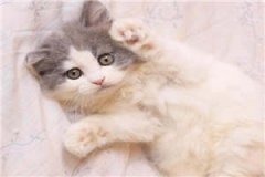 千金别小看（周若溪周可）全文免