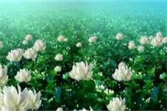 陈屿顾千岚小说全文免费阅读（陈