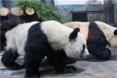 章岚鑫孟良洲(商籍郡主章岚鑫孟良