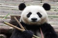 叶诗晚封渊竹儿小说叶诗晚封渊竹