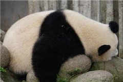 颜浅虞景儒小说（颜浅虞景儒小说