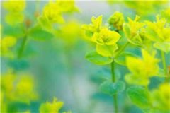许锦薇沈临川小说穿越（许锦薇沈