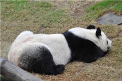 季安宁宁子骞(季安宁宁子骞)全文免