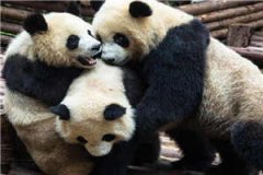 苏苒傅北渊大结局免费阅读免费小