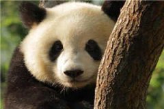 傅北渊苏苒是什么小说大结局小说