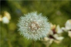 服软许禾赵平津最新章节免费阅读