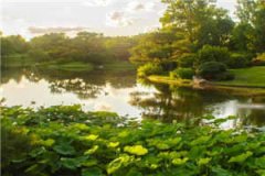 九爷的独宠(九爷的独宠)全文免费阅