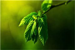 莫言风月未情深小说免费阅读(宋泠