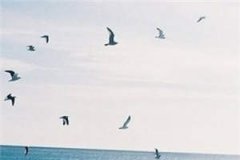 梁以沫周京泽免费章节阅读-梁以沫