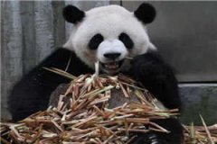 傅北渊苏苒是什么小说最新章节傅