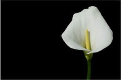茶言男友（刘晓薇宁阳晴晴）全文