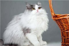 檀香悠长（檀香悠长）全文免费阅
