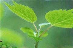 刘安楠傅时谦(刘安楠傅时谦)全文免