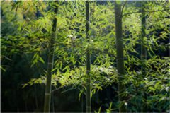 荷花妹妹（季小予）免费阅读_荷花