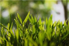 茉莉花真相（方清雪）小说全文免