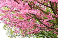 铠甲人生（铠甲人生）全文免费阅