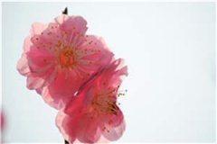 野蔷薇（冯锦年吕亦辰 ）小说免费