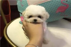 江苒裴云起江苒裴云起小说（完整