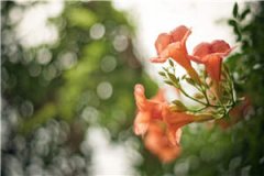 傅临渊唐烟全文免费阅读_(傅临渊唐