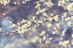 花面情郎最新章节目录_（唐鹤清孟