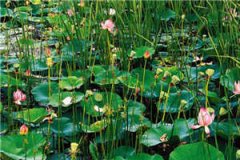 总裁老公在流浪（宋颜颜江灏丞）