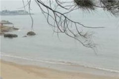 楚念念贺屿安（贺屿安楚念念）全