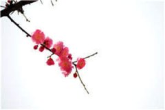 归野沈清棠小说免费阅读_（归野沈